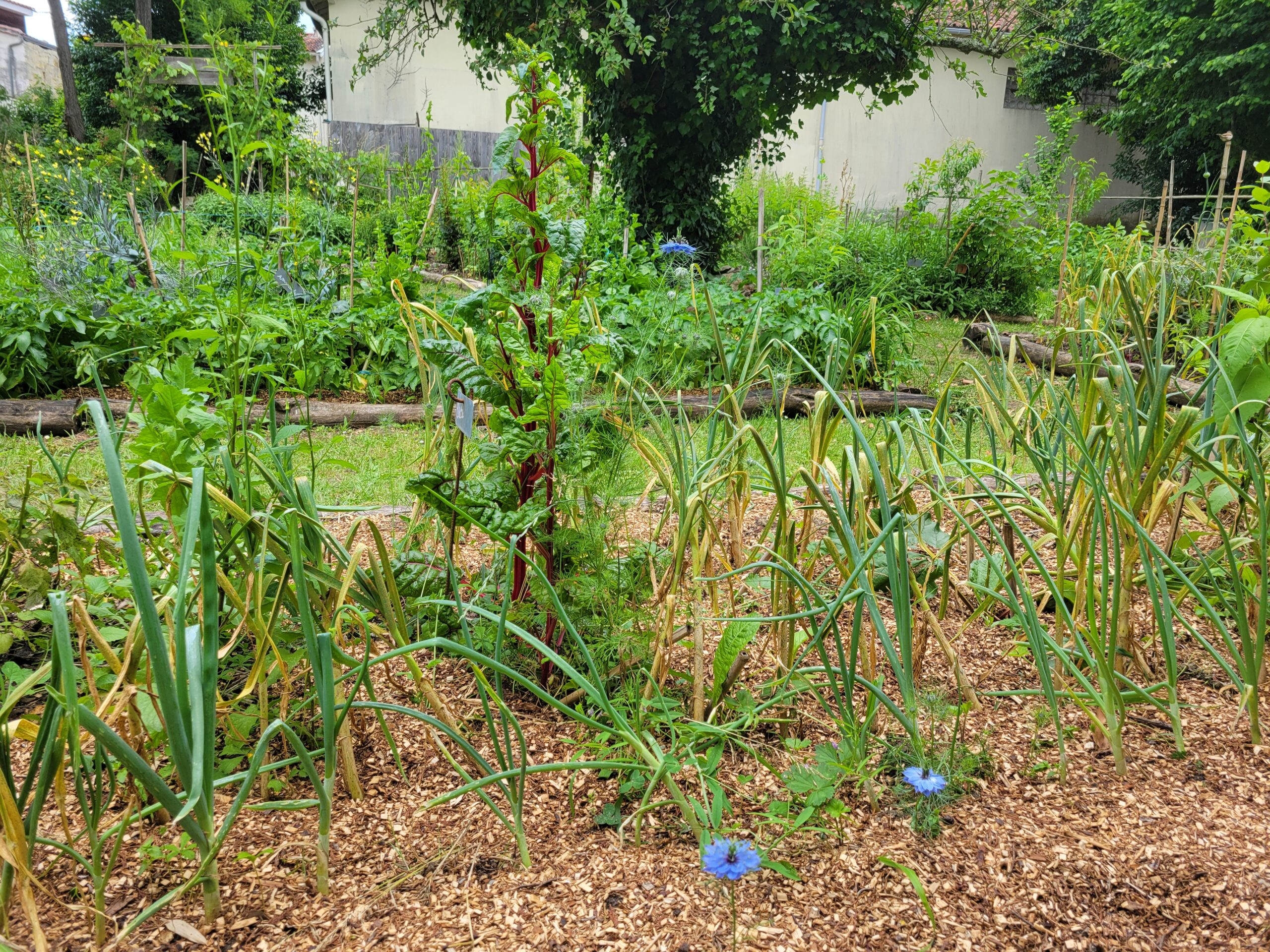 Des nouvelles du jardin de l’école de Quinsac